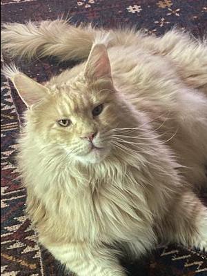 handsome cream maine coon cat.