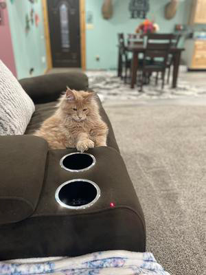 ginger maine coon cat on couch.