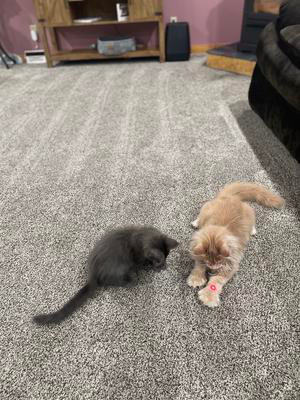 Boris and Grace two maine coon kittens playing with red laser pointer.