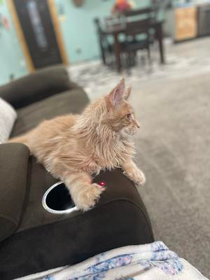 ginger maine coon kitten on couch.
