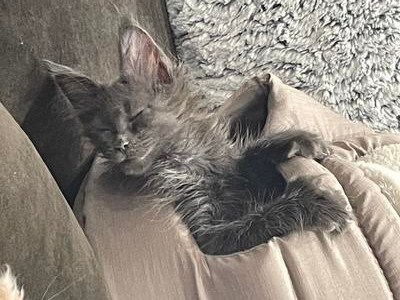Grace small gray maine coon kitten sleeping and flopped over.