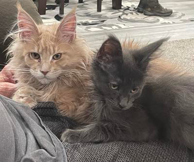 two adorable maine coon kittens.