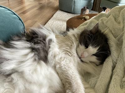 fluffy cat curled up in a bed.