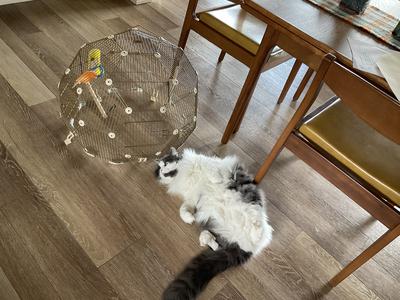 cat curled laying on the floor next to a bird in a cage.