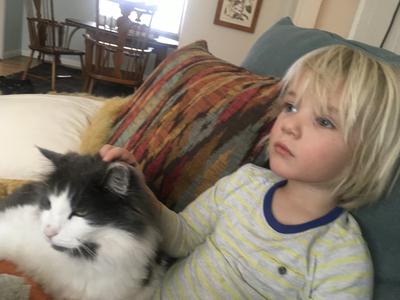 child on a couch petting a big fluffy longhaired cat.