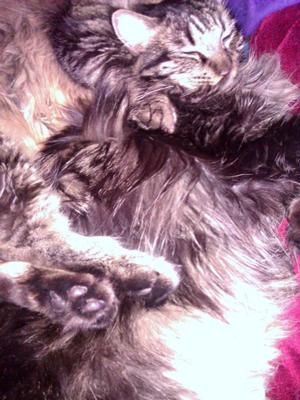 Two Tangled Cats