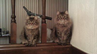 Brady and Luna