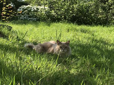 red ginger tabby maine coon cat laying in the grass outdoors
