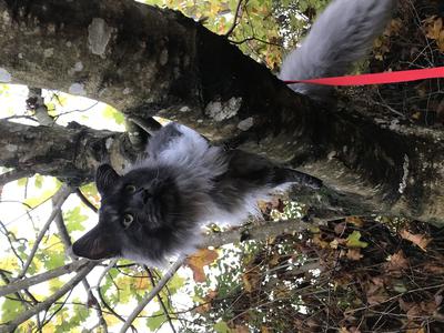 black smoke maine coon in a tree on a harness and leash