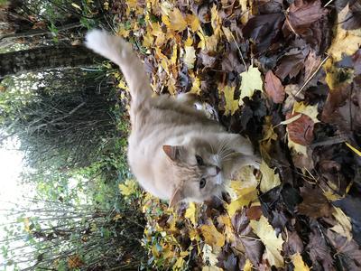 Out For a Walk ginger maine coon cat walking though leaves on an outdoor path