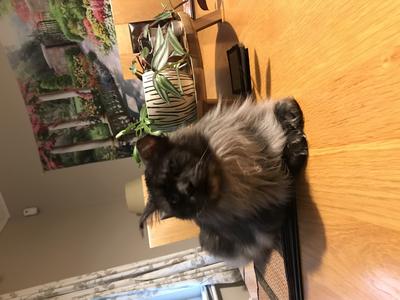 black smoke maine coon cat laying on a wooden kitchen table