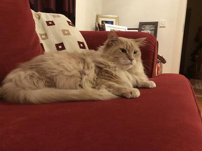 ginger cameo maine coon boy on a red velvet couch.