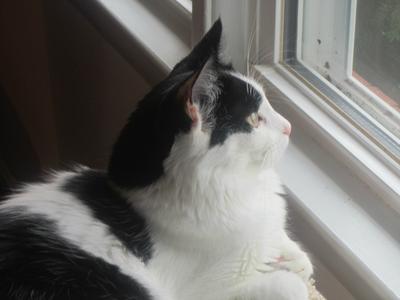 Bree white and black kitty looking out window