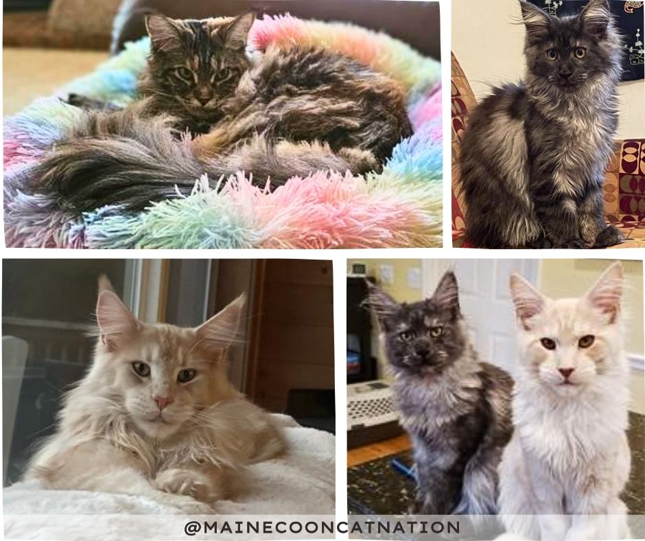 collage of maine coon cats from trusted breeders.