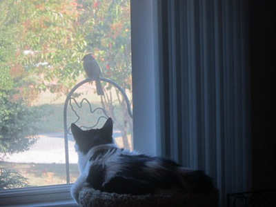 cat sitting by window looking out