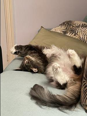 brown and white maine coon boy.