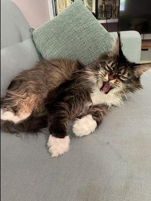 brown with white maine coon yawning.