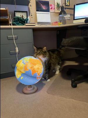 maine coon cat investigating a globe.