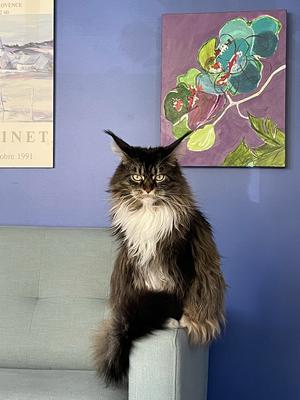 male maine coon sitting on arm of couch.