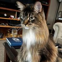 Sergiy brown tabby and white maine coon boy