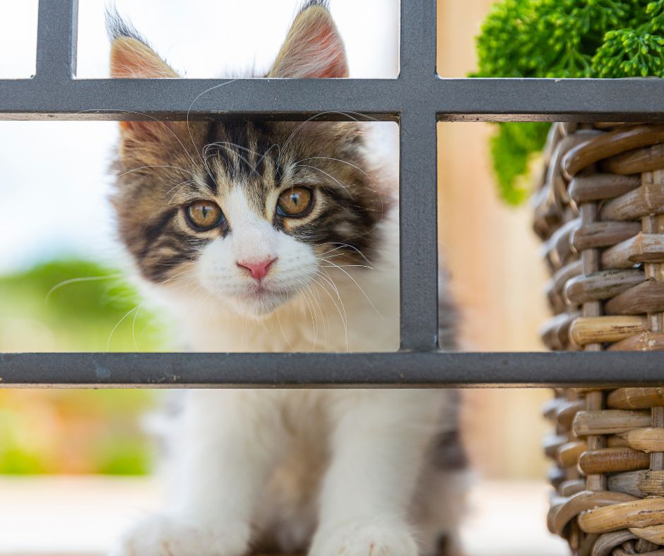 brown and white maine coon kitten looking through a fence