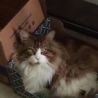 Turdle fluffy brown and white coonie