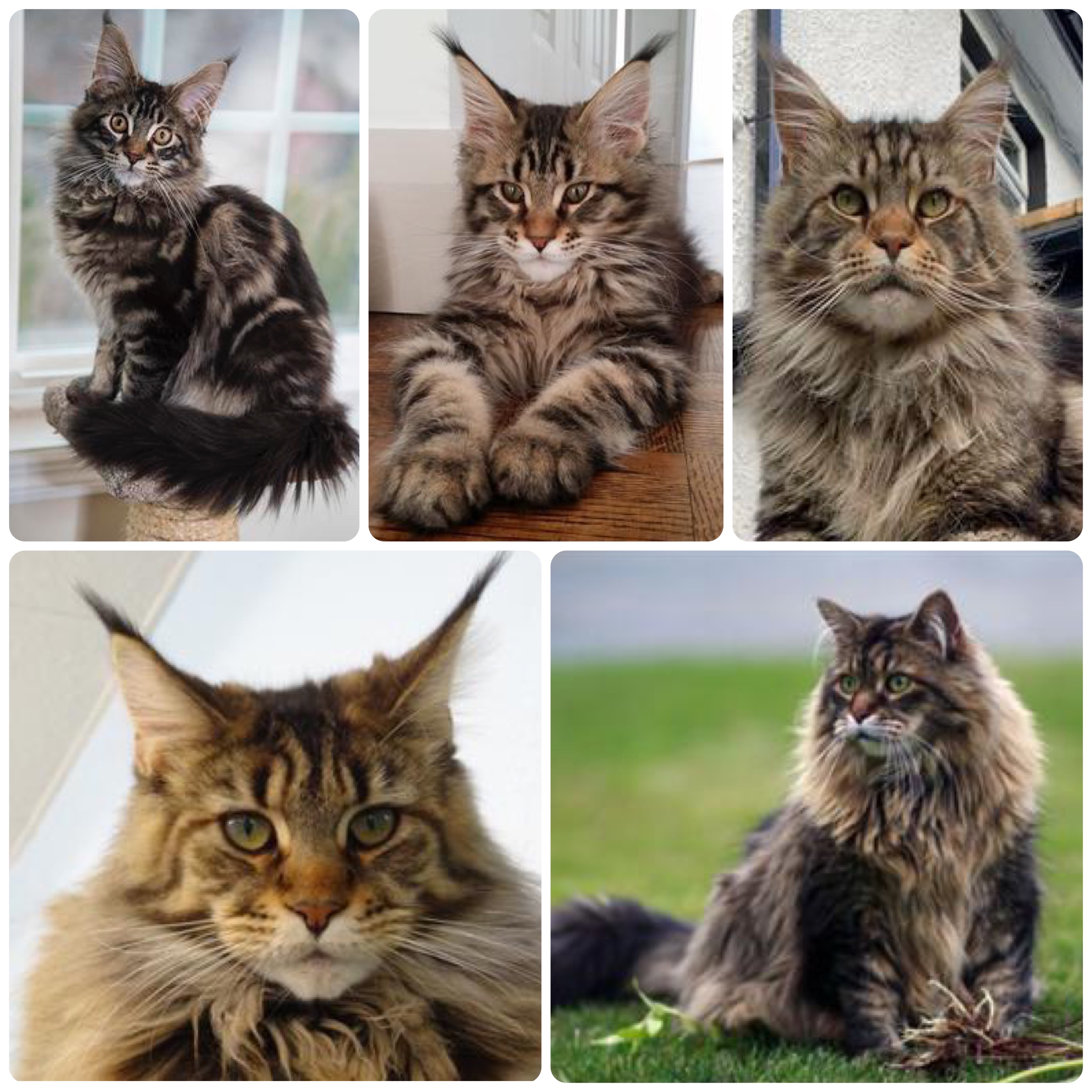 collage of Brown Tabby Maine Coons