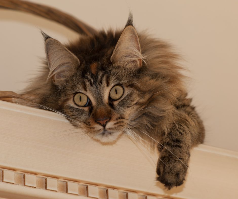 Healthy and Big Coonie brown tabby maine coon looking down from a high perch