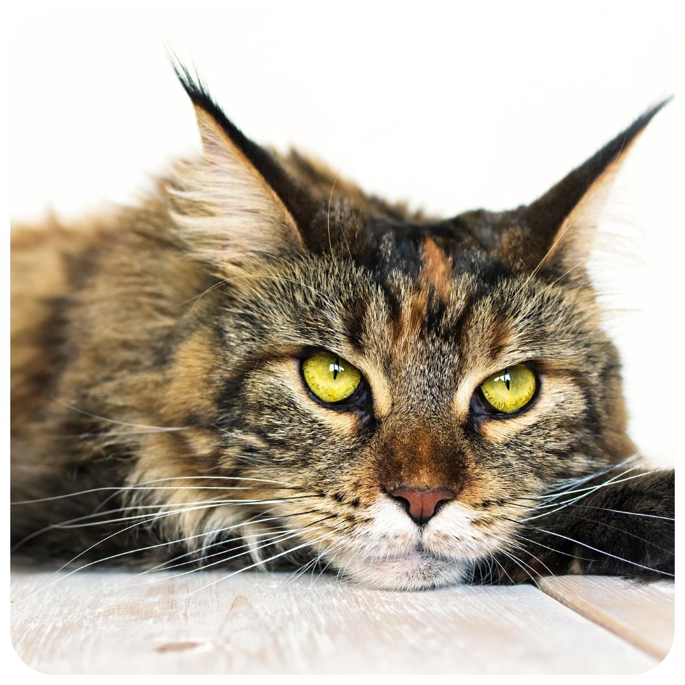 Maine Coon Cat Resting closeup of brown tabby maine coon with green eyes resting chin on floor