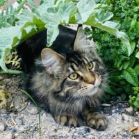 Barron brown maine coon hiding in leaves