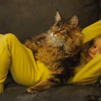 Best Friends brown maine coon on childs lap