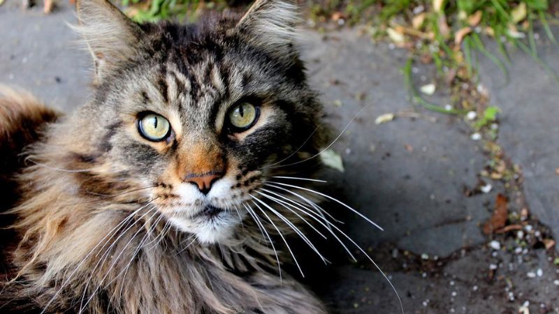 Maine Coon Whiskers: 40 Fascinating Facts & Info