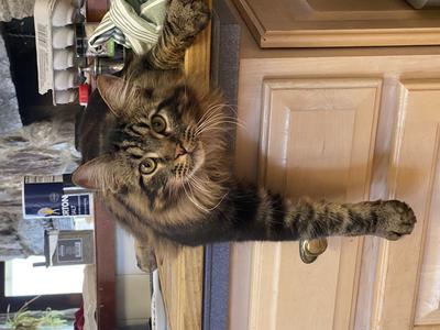 Szary brown maine coon boy on counter