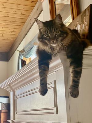 Szary brown tabby maine coon on top of cabinet