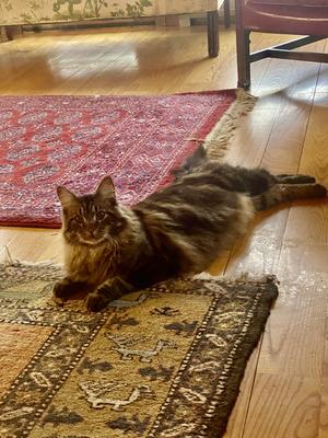 Szary handsome brown maine coon laying on wood floor