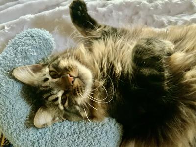 upside down maine coon laying belly up.
