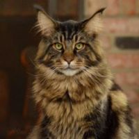 Ben Cartwright brown tabby classic