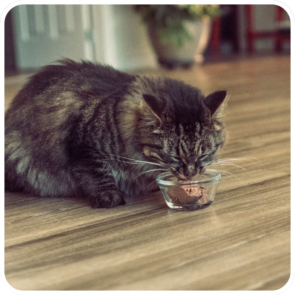 Yummy brown tabby cat eating from a food dish