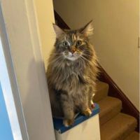 Deme brown tabby girl