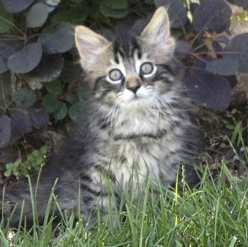 brown tabby maine coon kitten sitting in grass outside pj