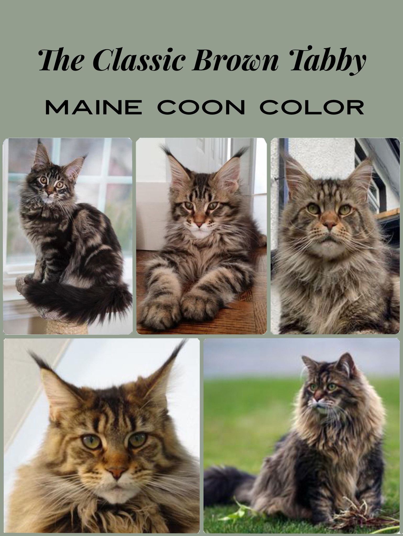 Collage of Maine Coon Cats