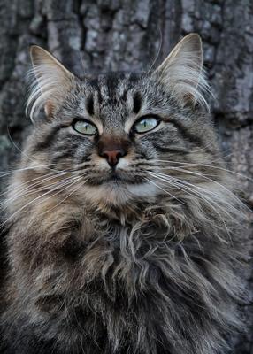 Jackson handsome classic brown tabby maine coon mix cat