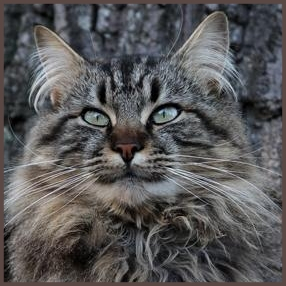 Jackson has that classic Tabby look Jackson has that classic Tabby look