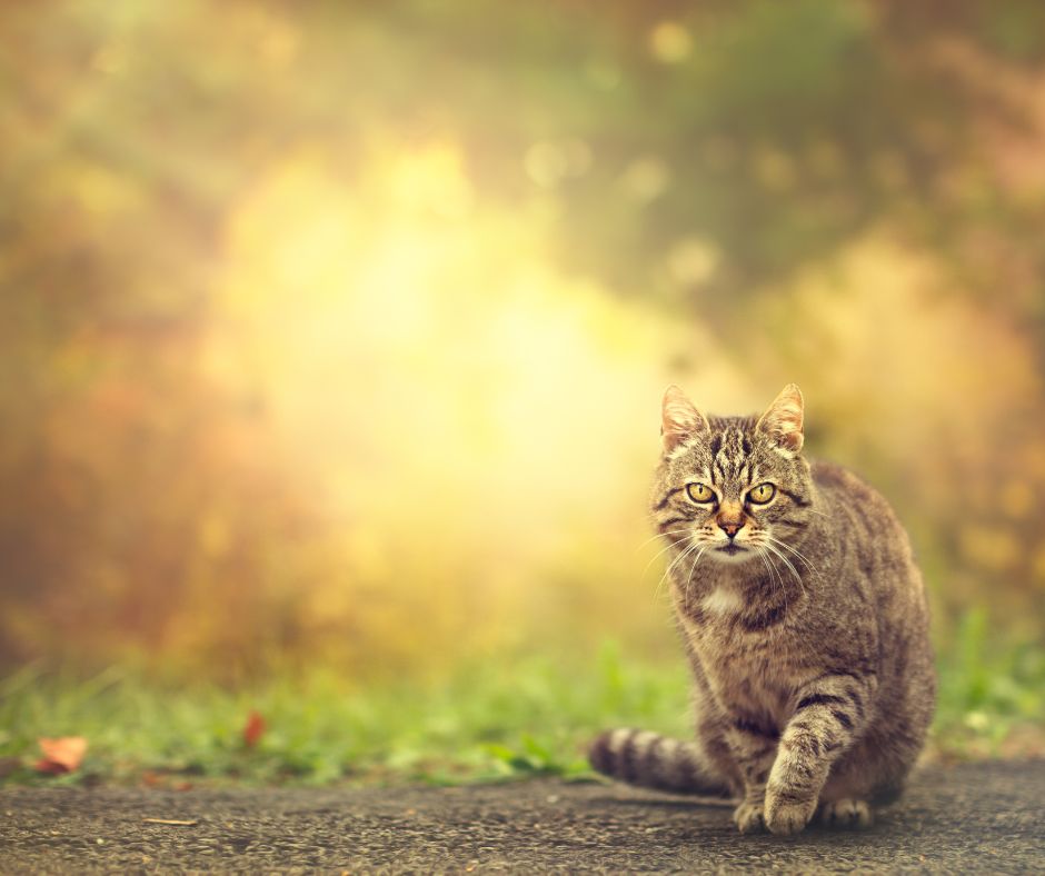 brown tabby cat in a sunny scene