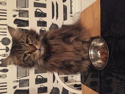 Ziggy beautiful brown ziggy