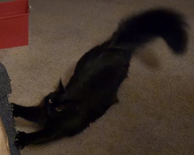 Brownie fluffy black cat stretching out.