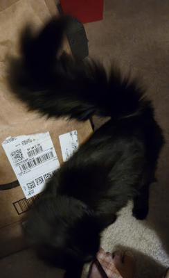 Brownie top view of a black cat walking.