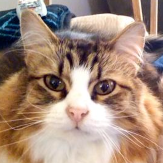 Bruce cute tabby with white maine coon cat looking at camera