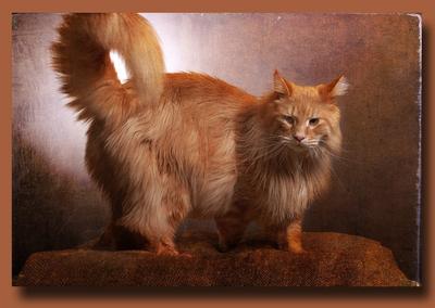 red tabby maine coon cat posing