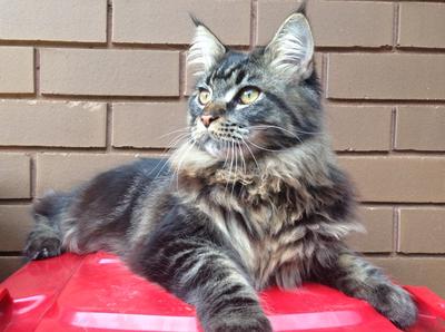 handsome purebred maine coon
